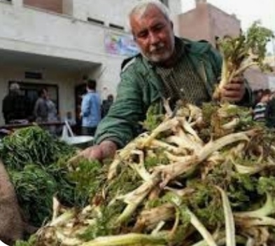 خسران طبیعت با برداشت انبوه و بی‌رویه گیاهان خوراک