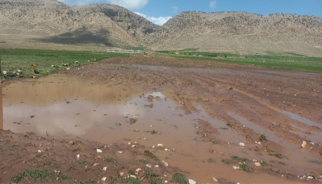 بارش های رگباری ۷۰۰ میلیارد تومان به کشاورزی ایلام خسارت زد