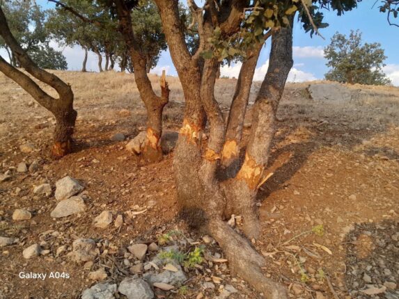 اره سودجویان بر گردن درختان بلوط در محدوده شهرایلام