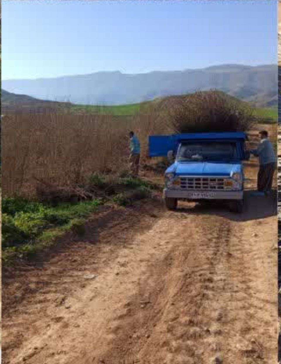 هفتهای پرکار در باغبانی ایلام