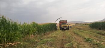 معجزه ۹۰ روز تلاش در دشت زرنه